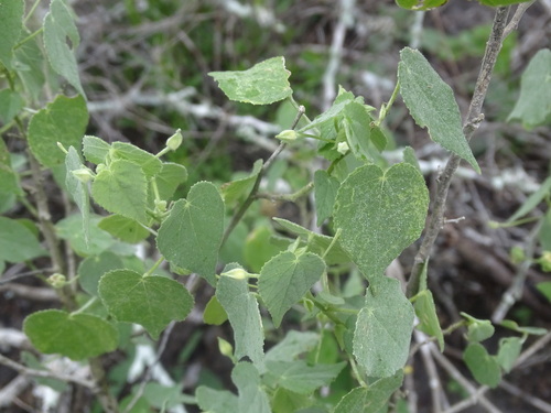 Abutilon viscosum, photograph 4