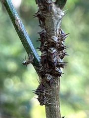 Umbonia