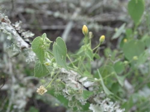 Abutilon viscosum, photograph 5