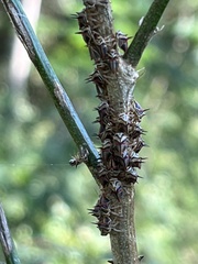 Umbonia