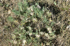 Astragalus nevadensis muticus
