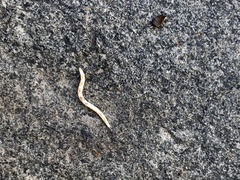 Therevidae