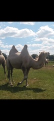 Camelus