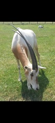 Oryx