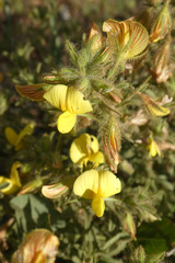 Ononis natrix