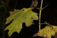 Smallanthus uvedalia