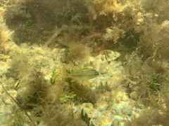 Haemulon flavolineatum