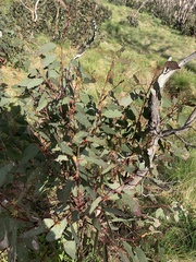 Eucalyptus pauciflora debeuzevillei