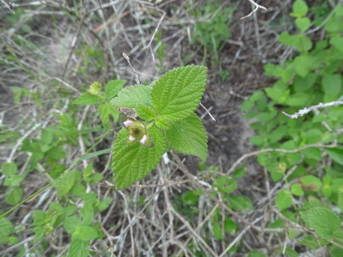 Image of Lantana velutina by (c) Alexis López Hernández, some rights reserved (CC BY)