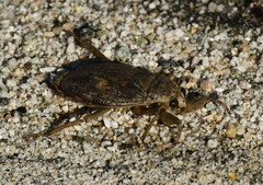 Abedus indentatus