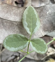 Desmodium scorpiurus
