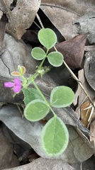Desmodium scorpiurus