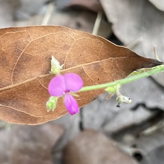 Desmodium scorpiurus