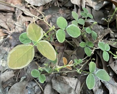 Desmodium scorpiurus