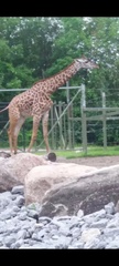 Giraffa