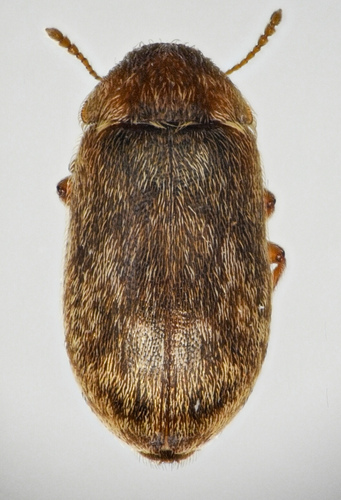 Xerasia grisescens photo 2