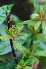 Anacardium occidentale