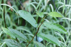Ficus tinctoria