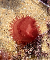 Epiactis prolifera