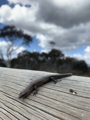 Pseudemoia entrecasteauxii