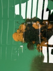 Botrylloides violaceus