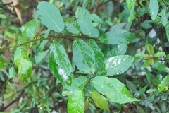 Ficus racemosa