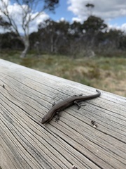 Pseudemoia entrecasteauxii
