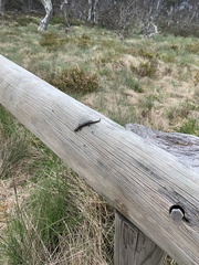 Pseudemoia entrecasteauxii