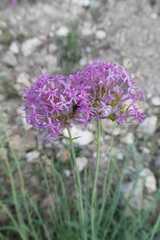 Centranthus lecoqii