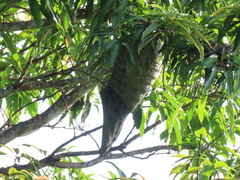 Epipona