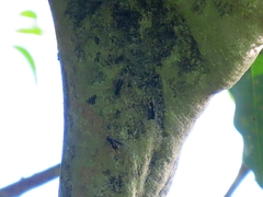 Epipona