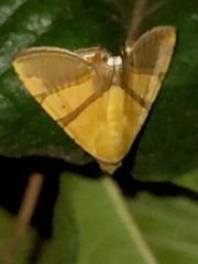 Eulepidotis julianata