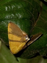 Eulepidotis julianata