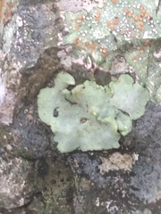 Dermatocarpon miniatum