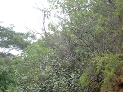 Furnarius leucopus