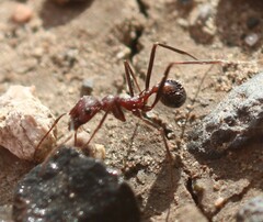 Novomessor albisetosus