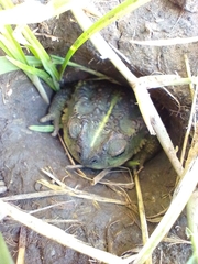 Rhinella dorbignyi