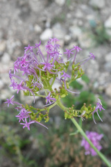 Centranthus lecoqii