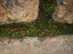 Bryum dichotomum