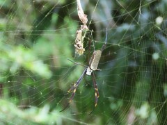 Trichonephila clavipes