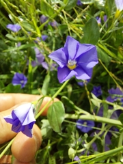 Convolvulus sabatius