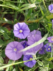 Convolvulus sabatius