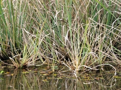 Zizaniopsis miliacea