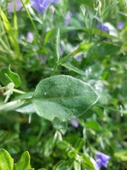 Convolvulus sabatius