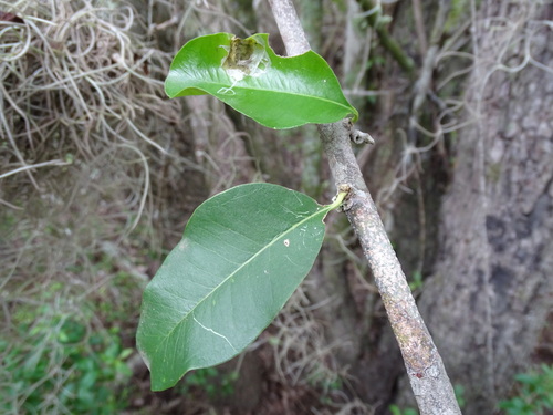 Sideroxylon palmeri, photograph 6