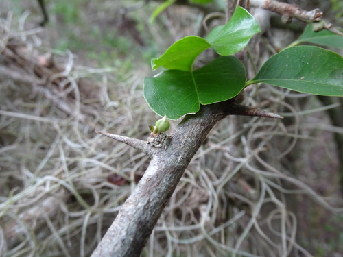 Sideroxylon palmeri, photograph 4