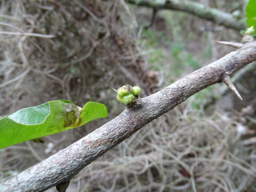 Sideroxylon palmeri, photograph 5