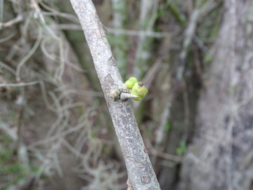Sideroxylon palmeri