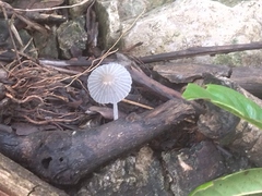 Setulosi