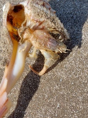 Isocheles wurdemanni